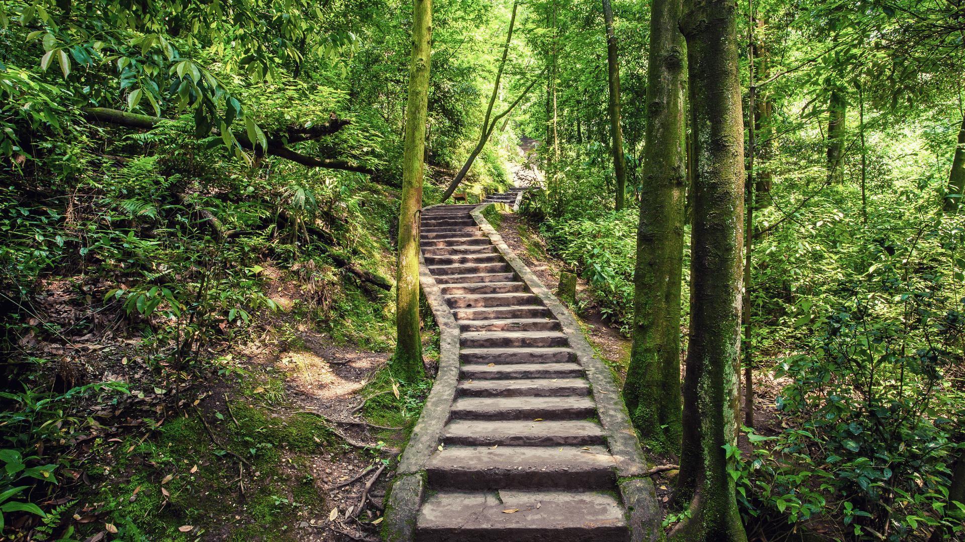 Mount Qingcheng's scenery